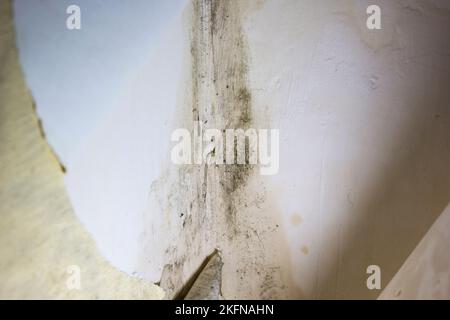 Champignon sur le coin des murs dans l'appartement de près Banque D'Images