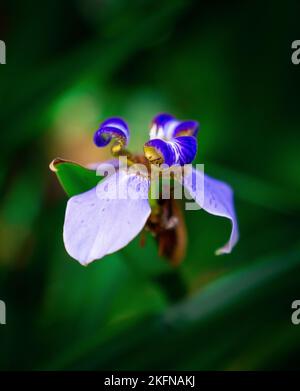 Un gros plan d'une usine de marche Iris dans le jardin botanique de Miami Beach, Floride. Banque D'Images