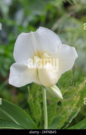 Floraison d'un hybride de slipper de Vénus blanche (genre Paphiopedilum). Banque D'Images