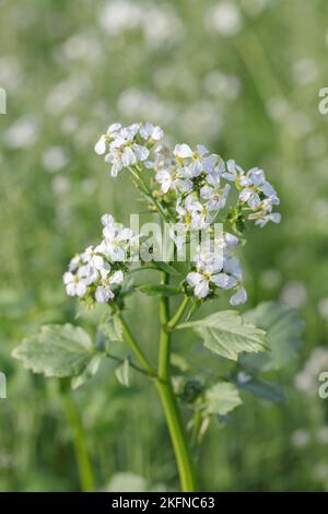 Fleurs de radis oléagineux (Raphanus sativus var. Oleiformis). Banque D'Images