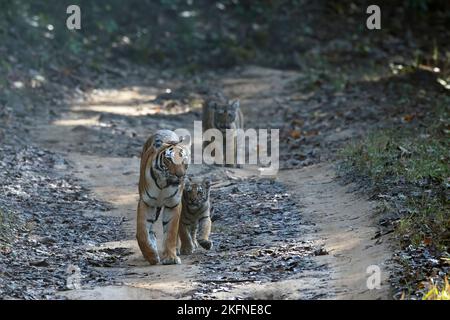 La célèbre mère et les petits du Tigre Parwali dans le parc national de Corbett, en Inde. Banque D'Images