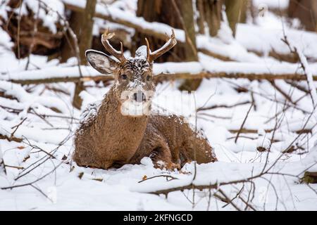 Buck de cerf à queue blanche (odocoileus virginianus) recouvert de neige et reposant après la rut, à l'horizontale Banque D'Images