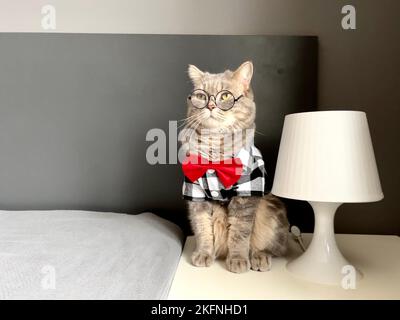 Un chat écossais gris à oreilles droites avec des lunettes, une chemise noire blanche et une cravate rouge aux vacances ressemble à un patron. Animaux de compagnie dans un appartement moderne et confortable Banque D'Images