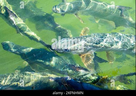 Florida Keys Tarpon Islamorada alimentation Banque D'Images