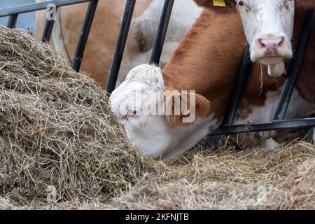 Bovins de boucherie à tête blanche se nourrissant d'ensilage par derrière une barrière alimentaire. North Yorkshire, Royaume-Uni. Banque D'Images