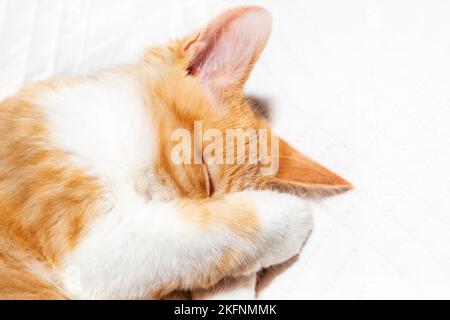 un petit chaton rouge dort sur une couverture blanche, couvrant son museau avec sa patte. Gros plan. Banque D'Images