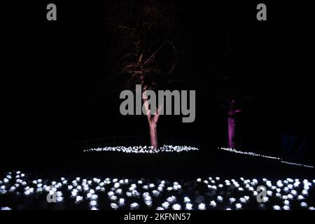 Lumières de Noël au Palais de Blenheim, 2020. Banque D'Images