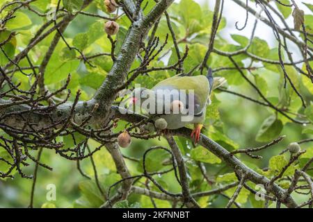 Pigeon vert africain (Treron calvus) se nourrissant dans un figuier dans le parc national Kruger Banque D'Images