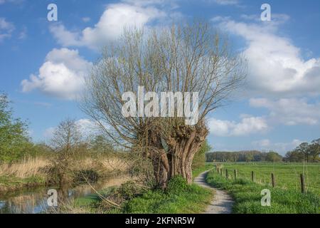 saule pollard (Salix viminalis) au fleuve Niers,Wachtendonk,Réserve naturelle de Niersaue,région du Bas Rhin,Allemagne Banque D'Images