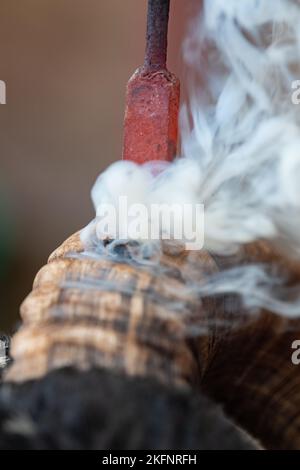 HornBurning Scottish Blackface béms avant une vente. Écosse, Royaume-Uni. Banque D'Images