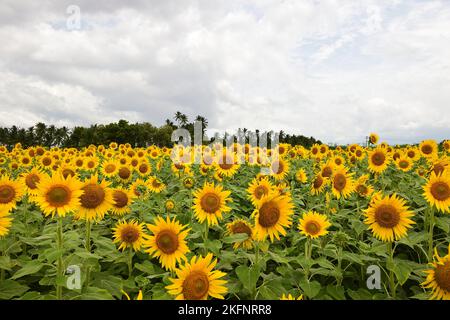 champ de tournesol, magnifiques tournesols fleurissent et dansent dans le vent sous la lumière du soleil Banque D'Images