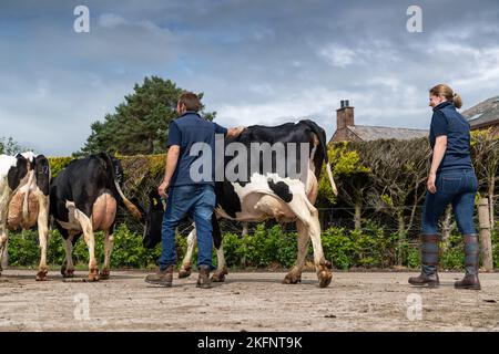 Les agriculteurs qui brient des bovins Holstein des champs pour les traite dans le salon, Dumfries, Royaume-Uni. Banque D'Images