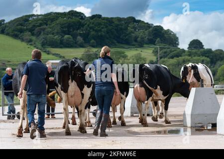 Les agriculteurs qui brient des bovins Holstein des champs pour les traite dans le salon, Dumfries, Royaume-Uni. Banque D'Images