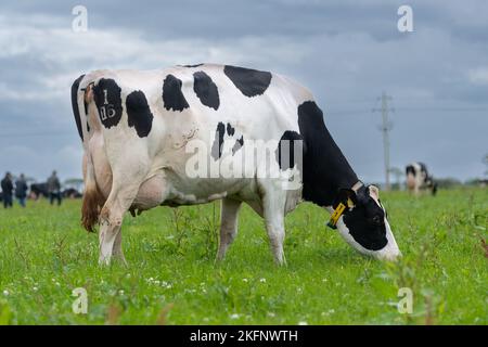Bétail laitier Holstein paître sur les pâturages des basses terres, Dumfries, Royaume-Uni. Banque D'Images