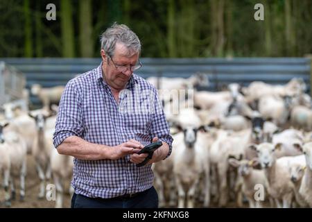 Agriculteur avec lecteur électronique d'étiquettes d'oreille dans cour avec moutons, en vérifiant leurs étiquettes. ROYAUME-UNI. Banque D'Images