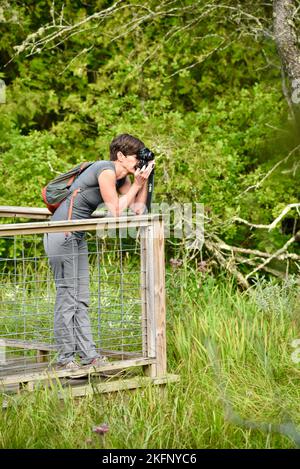 Une femme d'âge moyen sur la promenade qui prend une photo avec un appareil photo numérique de la nature au sanctuaire de Ridges, dans le comté de Door, dans le port de Baileys, Wisconsin, États-Unis Banque D'Images