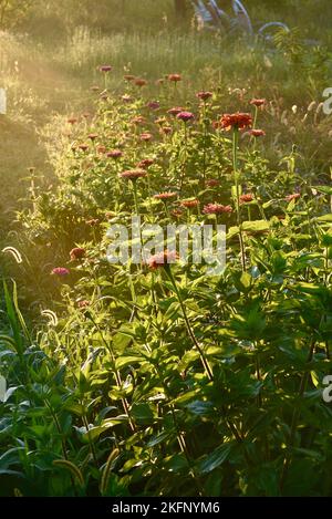 Zinnias en pleine floraison au lever du soleil tôt le matin avec un léger brouillard, rayons de soleil éclairant les fleurs en rangée plantées sur la ferme, Browntown, Wisconsin, États-Unis Banque D'Images