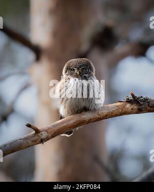 Photo sélective d'un jeune OWL cochon eurasien (Glaucidium passerinum) perché sur une branche d'arbre Banque D'Images