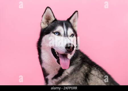 Portrait de la peluche husky siberian chiot regardant son propriétaire d'animal de compagnie achetant le chien traite la nourriture isolée sur fond de couleur pastel Banque D'Images