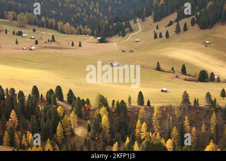 Larches jaunes d'une forêt dans la région des Dolomites à l'automne Banque D'Images