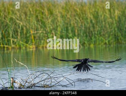 Un Darter oriental en vol Banque D'Images