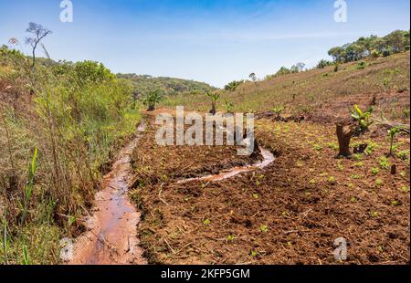 Agriculture durable dans un dambo (zone humide) au fond d'un bassin versant dans le district de la baie de Nkhata, au Malawi Banque D'Images