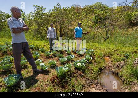 Un groupe d'agriculteurs discute de l'agriculture dambo (terres humides) au fond d'une vallée dans le district de la baie de Nkhata, au Malawi Banque D'Images