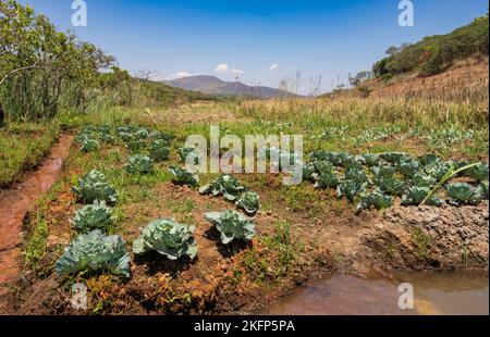 Agriculture durable dans un dambo (zone humide) au fond d'un bassin versant dans le district de la baie de Nkhata, au Malawi Banque D'Images