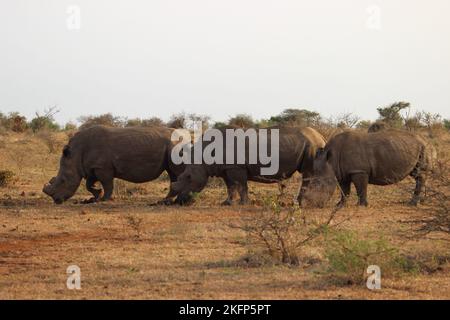 Un groupe de rhinocéros blancs qui broutage en Afrique du Sud, les parcs nationaux Kruger Banque D'Images