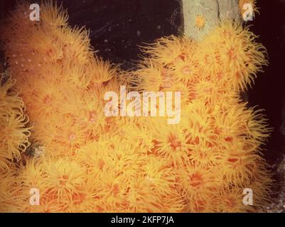 Anémone tigre jaune (Nemanthanthanthus sp. cf. annamensis) Banque D'Images