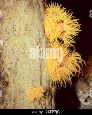 Anémone tigre jaune (Nemanthanthanthus sp. cf. annamensis) Banque D'Images