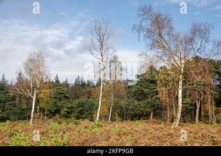 Groupe de bouleaux dans une clairière dans la forêt près d'Austerlitz, pays-Bas en automne Banque D'Images