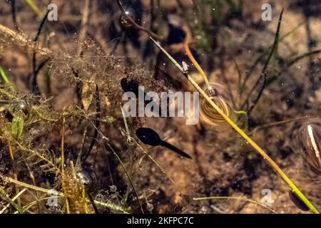 Jeune tadpole nageant dans un étang qui est un animal amphibien qui se transforme éventuellement en une grenouille, photo de stock Banque D'Images