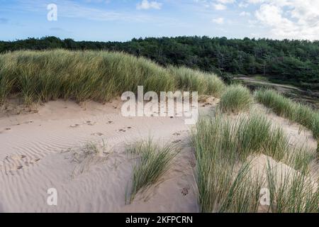 Les marches à pied décomposent les motifs naturels sur les dunes entre la plage de Formby et les pins. Banque D'Images