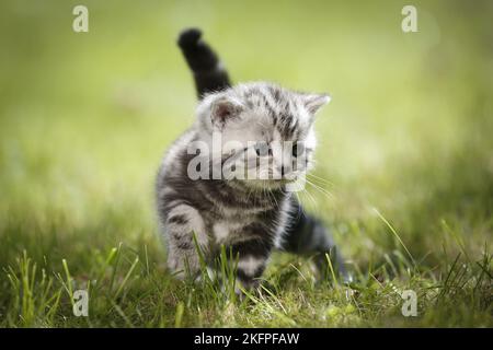 Jeune Britannique Shorthair Kitten dans la campagne Banque D'Images