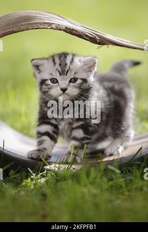 Jeune Britannique Shorthair Kitten dans la campagne Banque D'Images