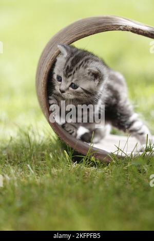 Jeune Britannique Shorthair Kitten dans la campagne Banque D'Images