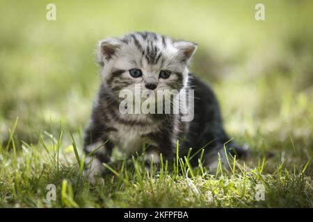 Jeune Britannique Shorthair Kitten dans la campagne Banque D'Images