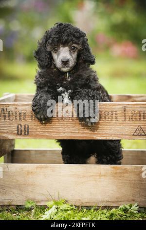 Chiot caniche miniature Banque D'Images