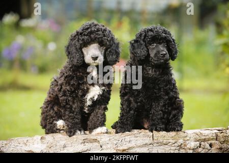 Chiots caniche miniature Banque D'Images