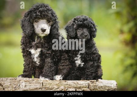 Chiots caniche miniature Banque D'Images