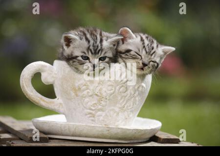 Chaton British Shorthair Banque D'Images