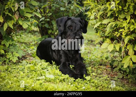 Schnauzer Géant couché Banque D'Images