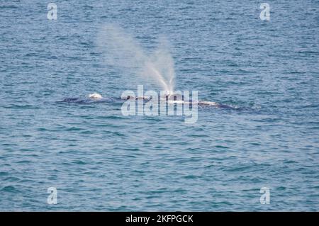 La femelle de baleine noire du sud souffle dans Walker Bay près de Hermanus. Migration annuelle de l'Antarctique vers la côte sud-africaine pour s'accoupler et se calmer. Banque D'Images