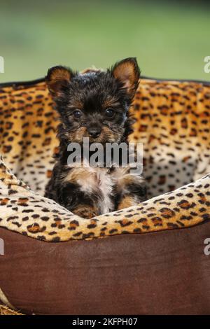 Chiot Yorkshire Terrier Banque D'Images