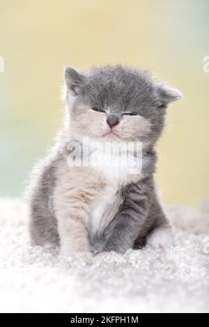Chaton British Shorthair Banque D'Images
