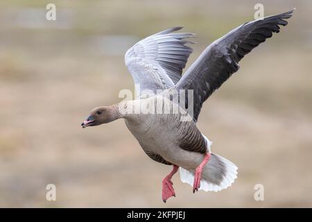 OIE à pieds roses (Anser brachyrhynchus), mâle adulte en vol, région du nord-ouest, Islande Banque D'Images