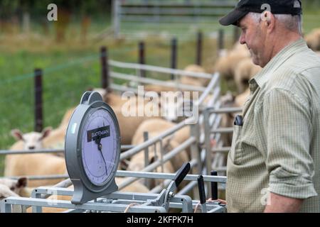 Fermier pesant des agneaux dans une caisse de pesage pour vérifier qu'ils sont prêts pour le marché. North Yorkshire, Royaume-Uni. Banque D'Images