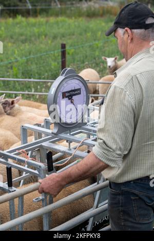 Fermier pesant des agneaux dans une caisse de pesage pour vérifier qu'ils sont prêts pour le marché. North Yorkshire, Royaume-Uni. Banque D'Images