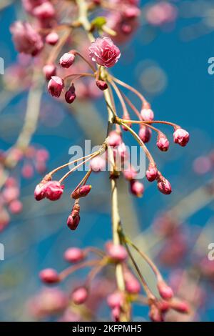 Les fleurs de cerisier au printemps. Banque D'Images